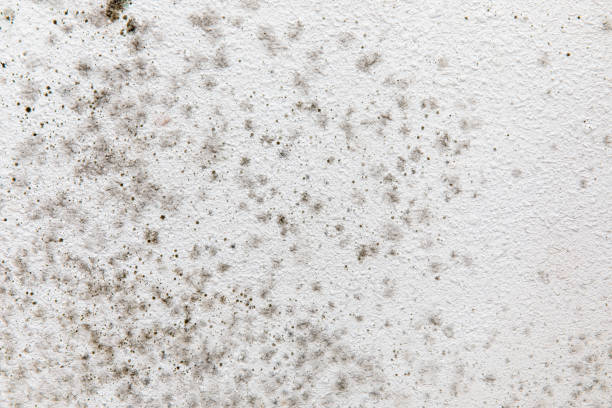 Reliable Calverton Park, MO Mold Removal Solutions