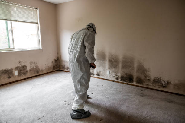 Environmental Consulting for Mold Prevention in Calverton Park, MO